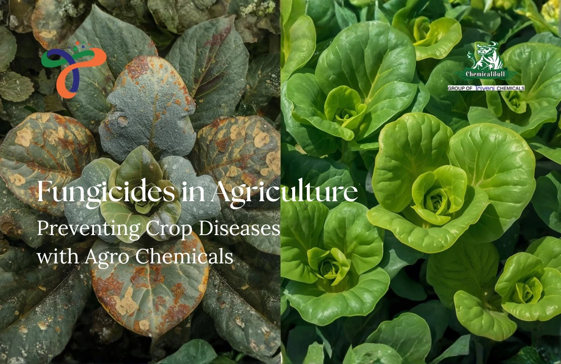 Fungicides In Agriculture: Preventing Crop Diseases With Agro Chemicals