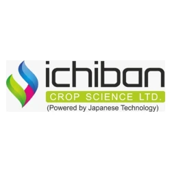 ichiban