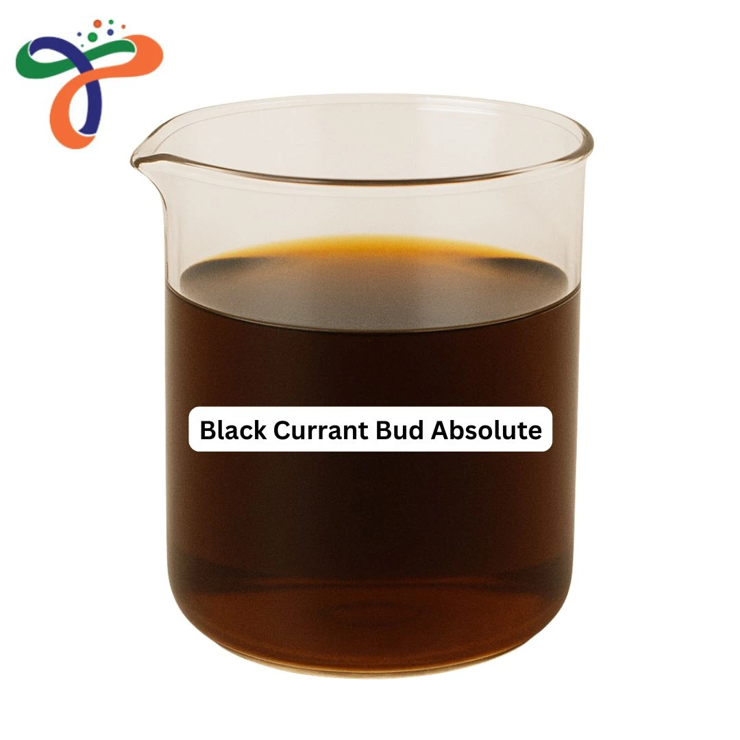 Black Currant Bud Absolute