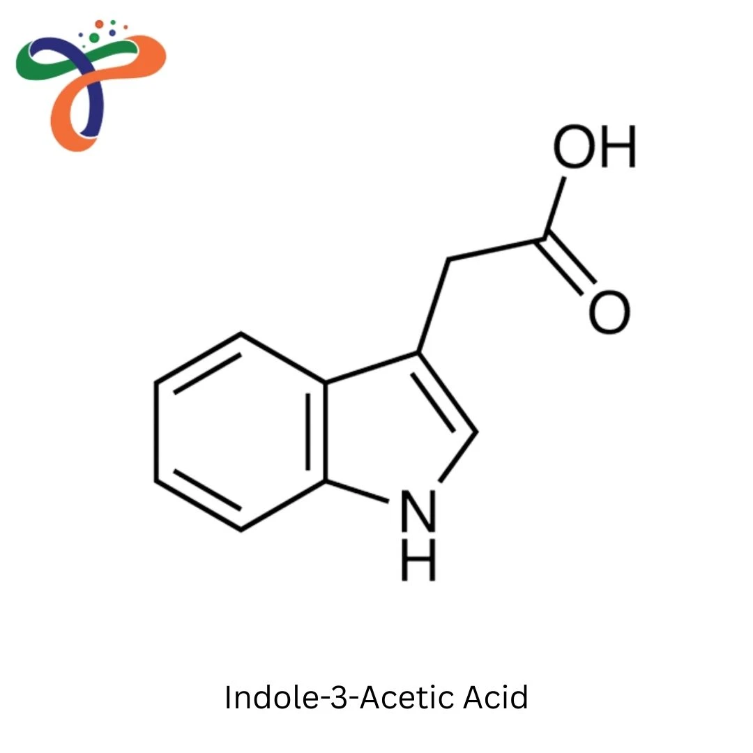 Indole-3-Acetic Acid