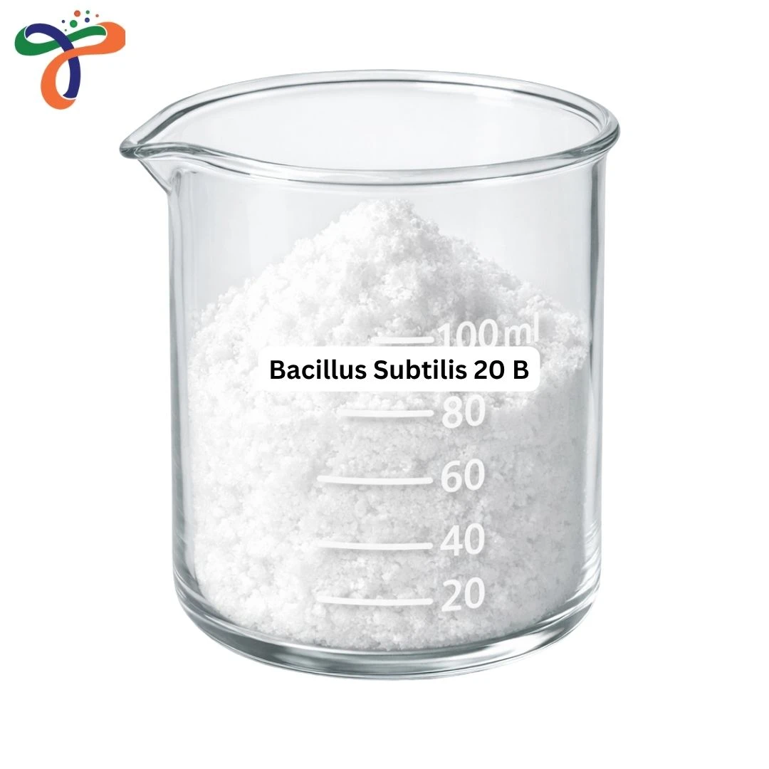 Bacillus Subtilis 20 B