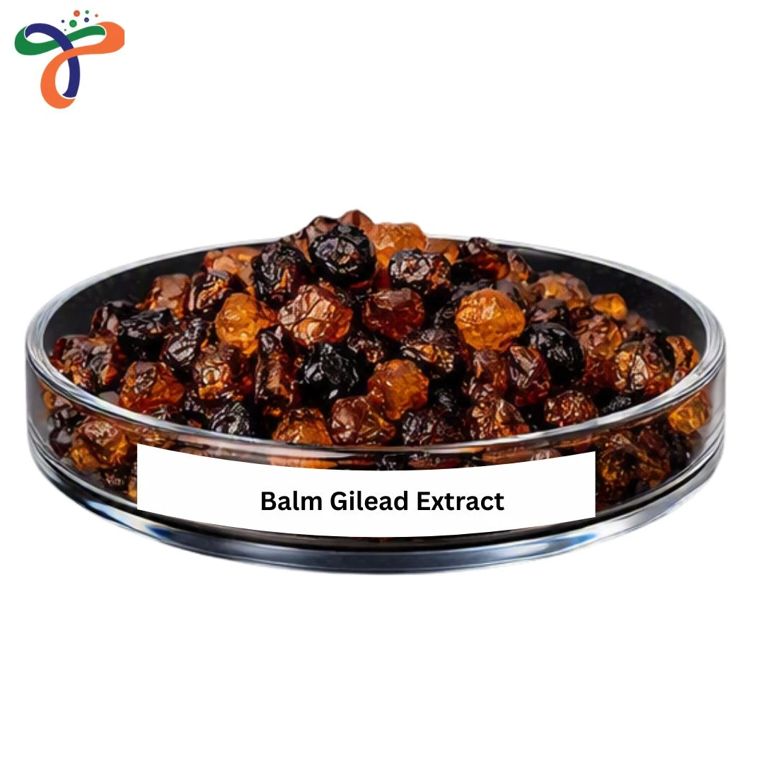 Balm Gilead Extract