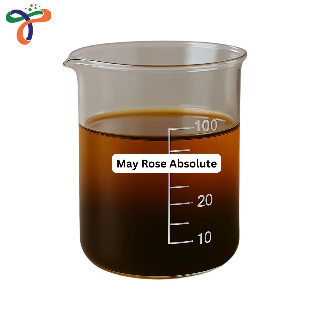 Absolute Rose
