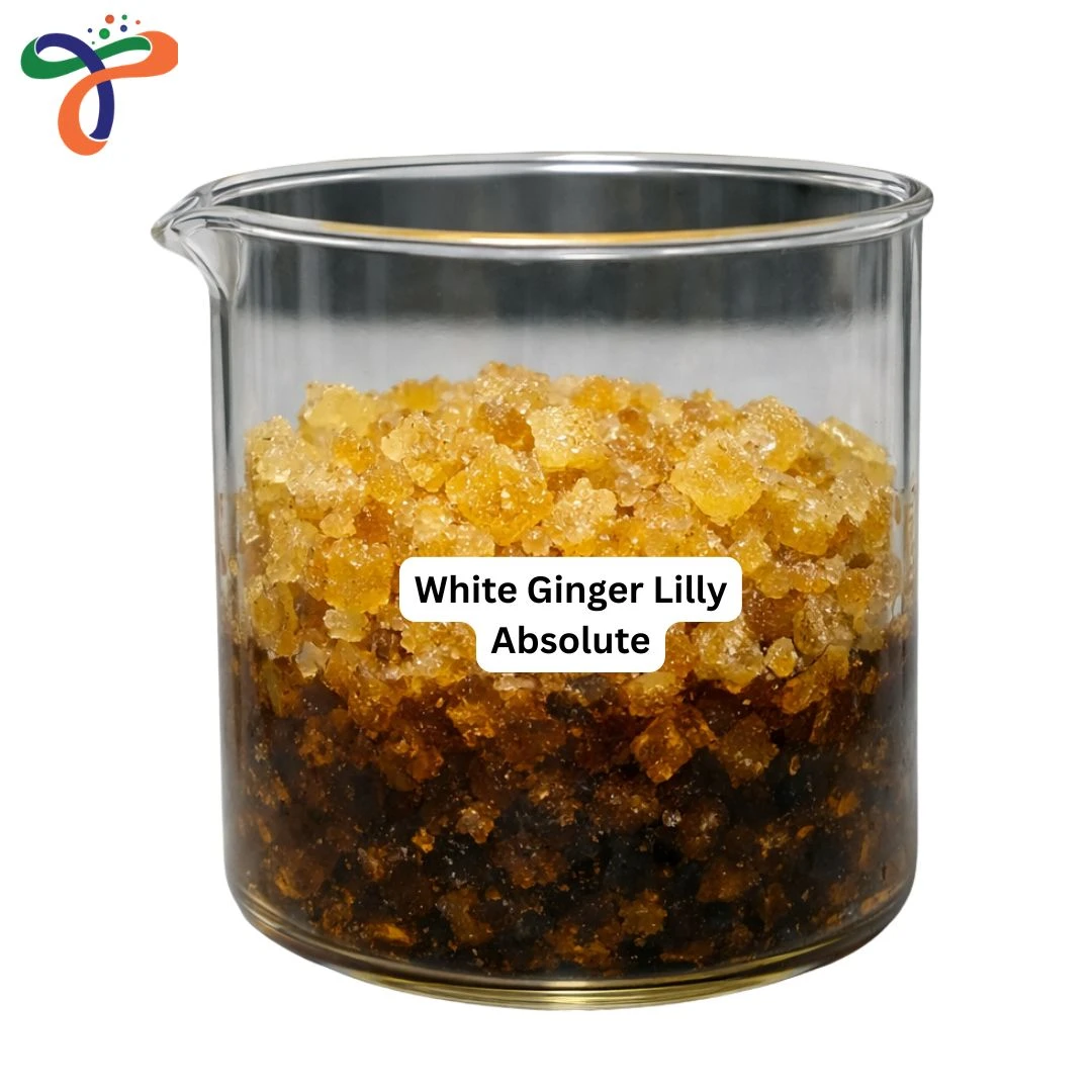 Absolute White Ginger Lilly