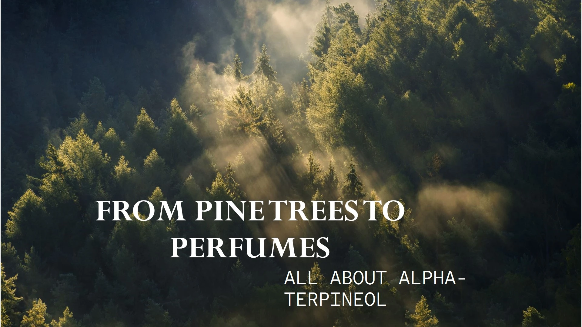 Alpha-Terpineol Pine Trees Perfumes